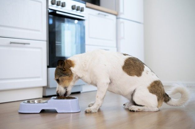 Pet Products
